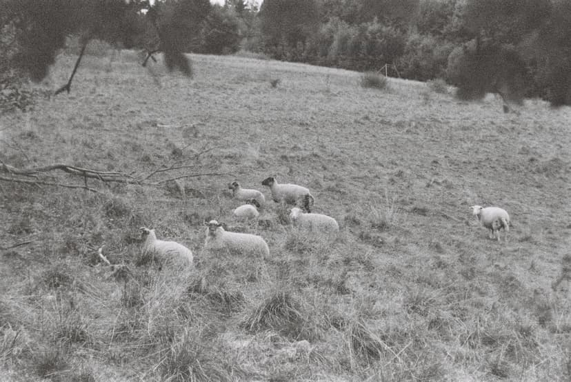 Praca do Testowania Platformy